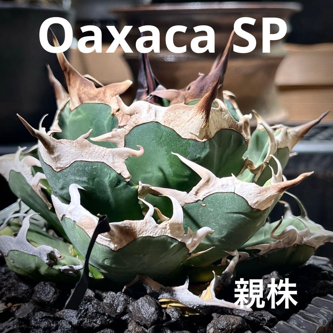 アガベ オテロイ　オアハカ　現地球　子株　チタノタ