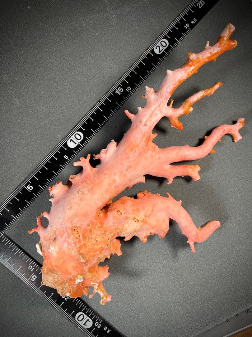 天然桃珊瑚 原木