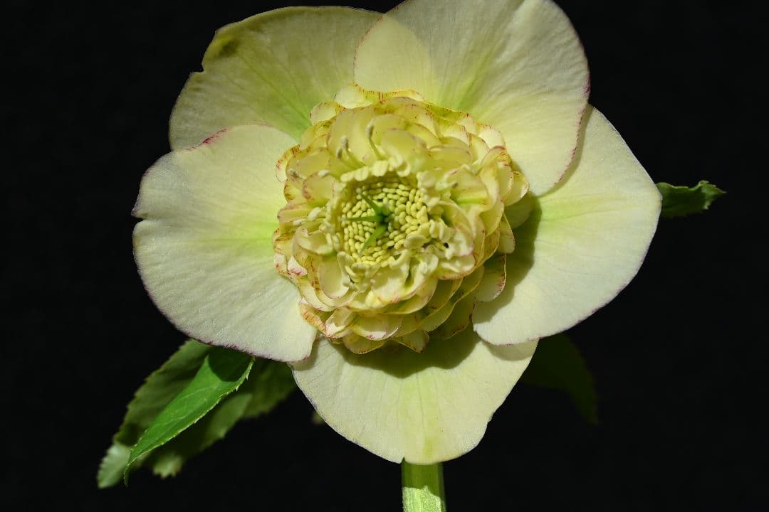 クリスマスローズ　認定モーリー　メビウス交配　加藤農園