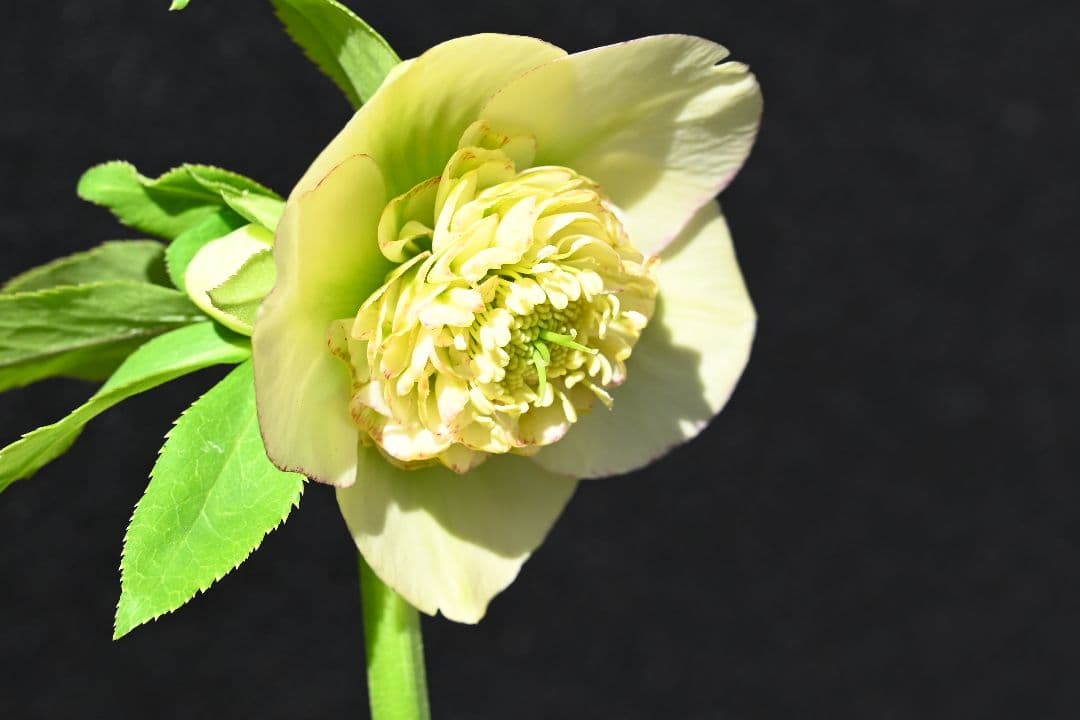 クリスマスローズ　認定モーリー　メビウス交配　加藤農園