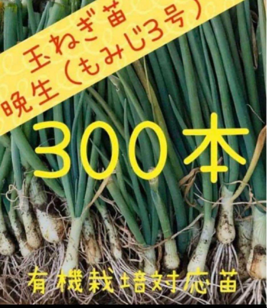 ていちゃん　玉ねぎ苗