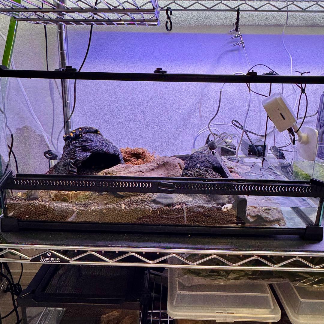 【新品】 爬虫類・両生類・昆虫用 ガラス飼育ケージ50×30×25cm