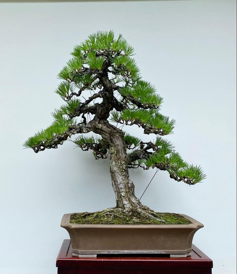 白木盆栽園　大品　黒松　樹高81センチ　盆栽黒松赤松五葉松真柏雑木趣味プ観葉植物