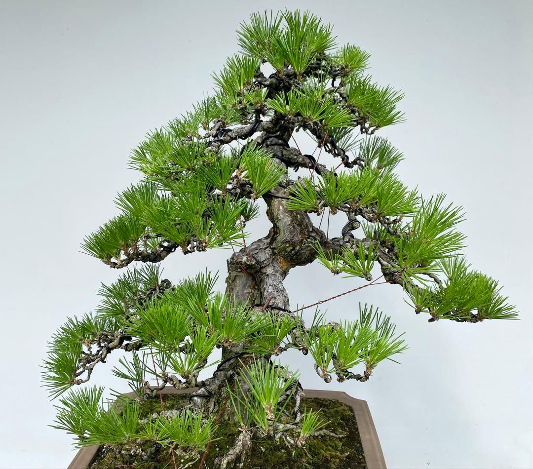 白木盆栽園　大品　黒松　樹高81センチ　盆栽黒松赤松五葉松真柏雑木趣味プ観葉植物