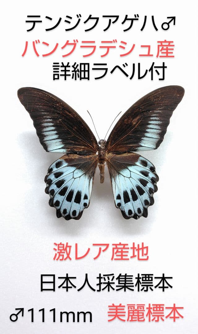 最終価格‼️【極稀産地】テンジクアゲハ♂標本★ バングラデシュ産★111mm