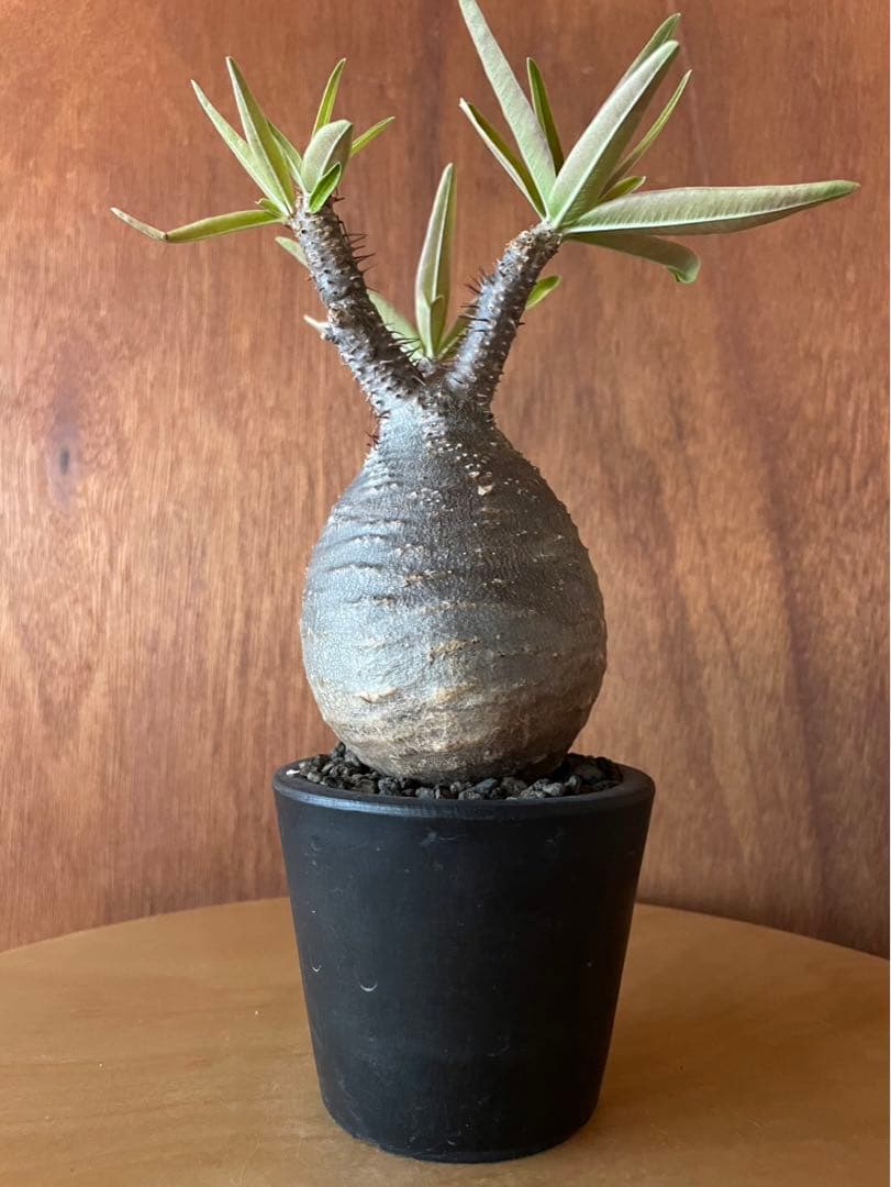 グラキリス　中〜大　良型　現地球　サンデルシー種子10粒プレゼント