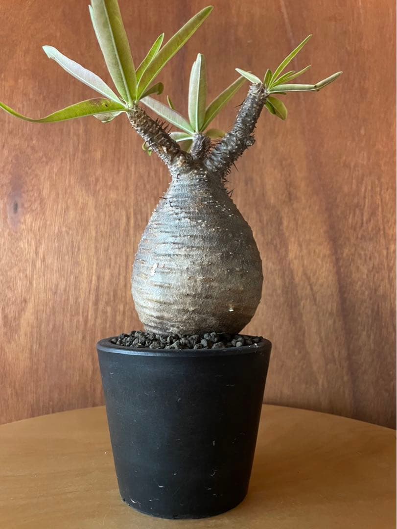 グラキリス　中〜大　良型　現地球　サンデルシー種子10粒プレゼント