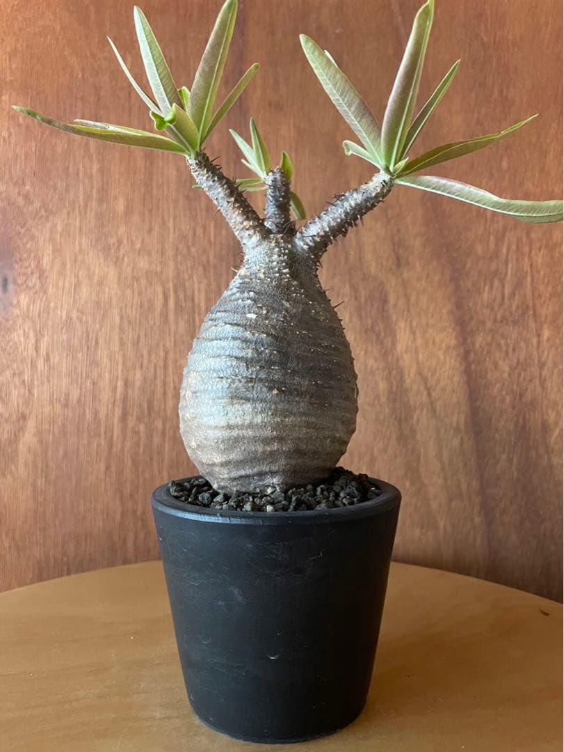 グラキリス　中〜大　良型　現地球　サンデルシー種子10粒プレゼント