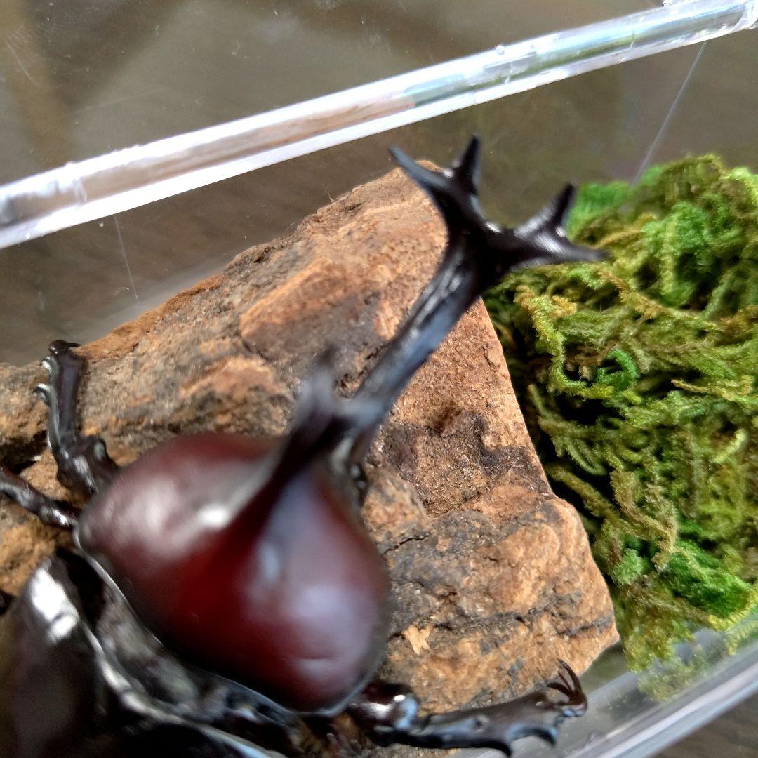 希少角ノコギリ突起角82mm頭角19.8mm胸角6.2mmぐらい赤カブトムシ標本