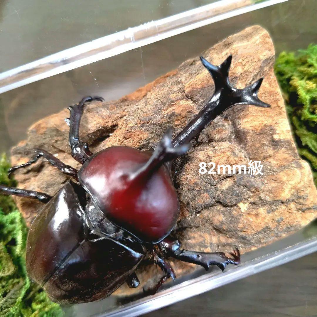 希少角ノコギリ突起角82mm頭角19.8mm胸角6.2mmぐらい赤カブトムシ標本