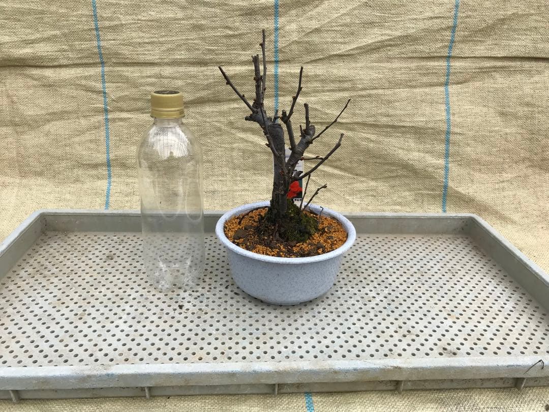 木瓜(ボケ)・放春花　5寸　6品種セット①