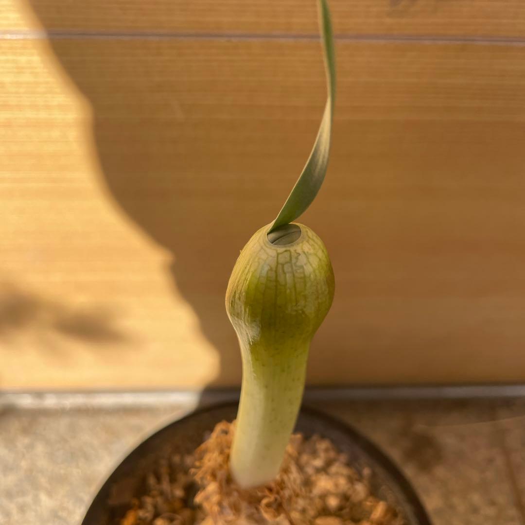 キルタンサス スピラリス