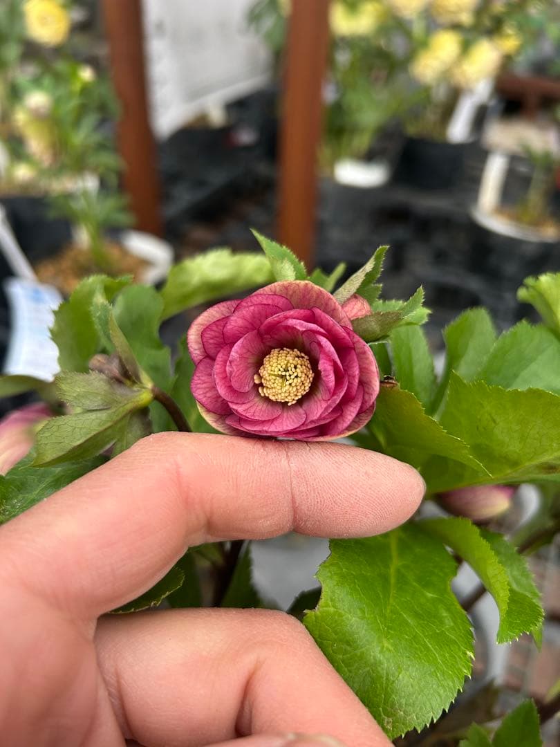 加藤農園 リトルコレクション Little Collection 同梱可能