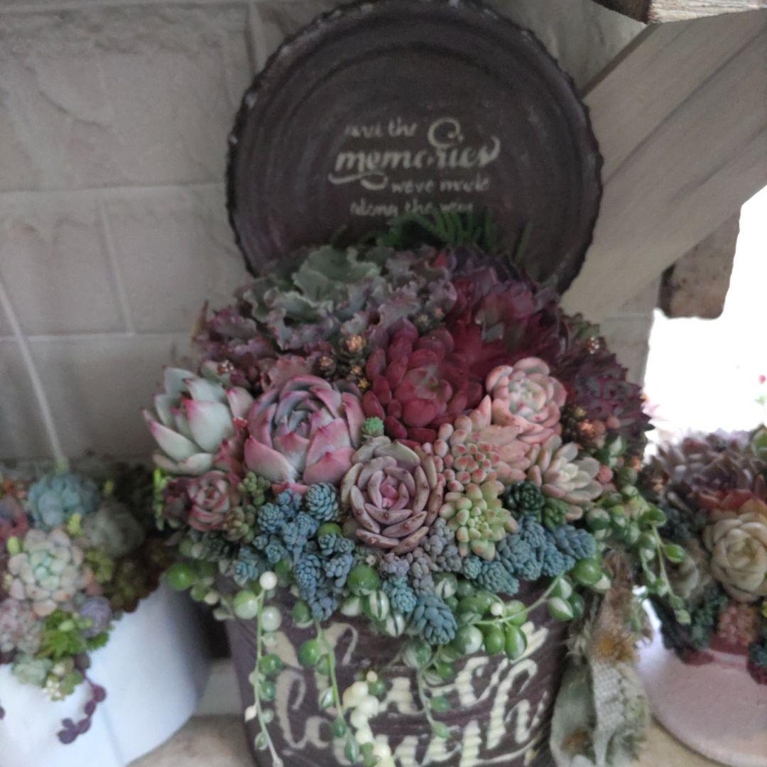 多肉植物 ♡そのまま飾れる寄植え♡大きなリメ缶✩.*˚