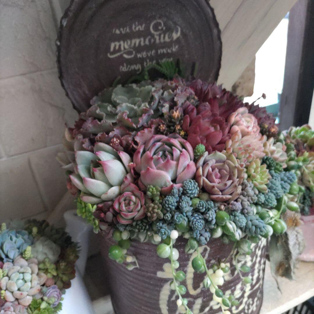 多肉植物 ♡そのまま飾れる寄植え♡大きなリメ缶✩.*˚