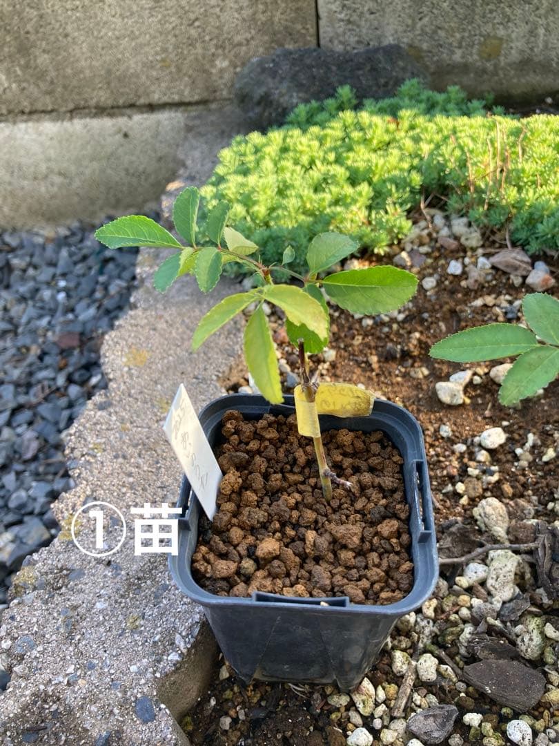バラ苗 わ あ◯のう○ 　1苗売り