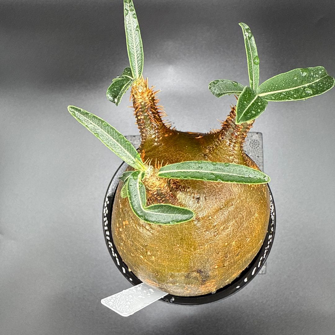 508　まん丸良型　パキポディウム　グラキリス　手乗りサイズ　発根済み