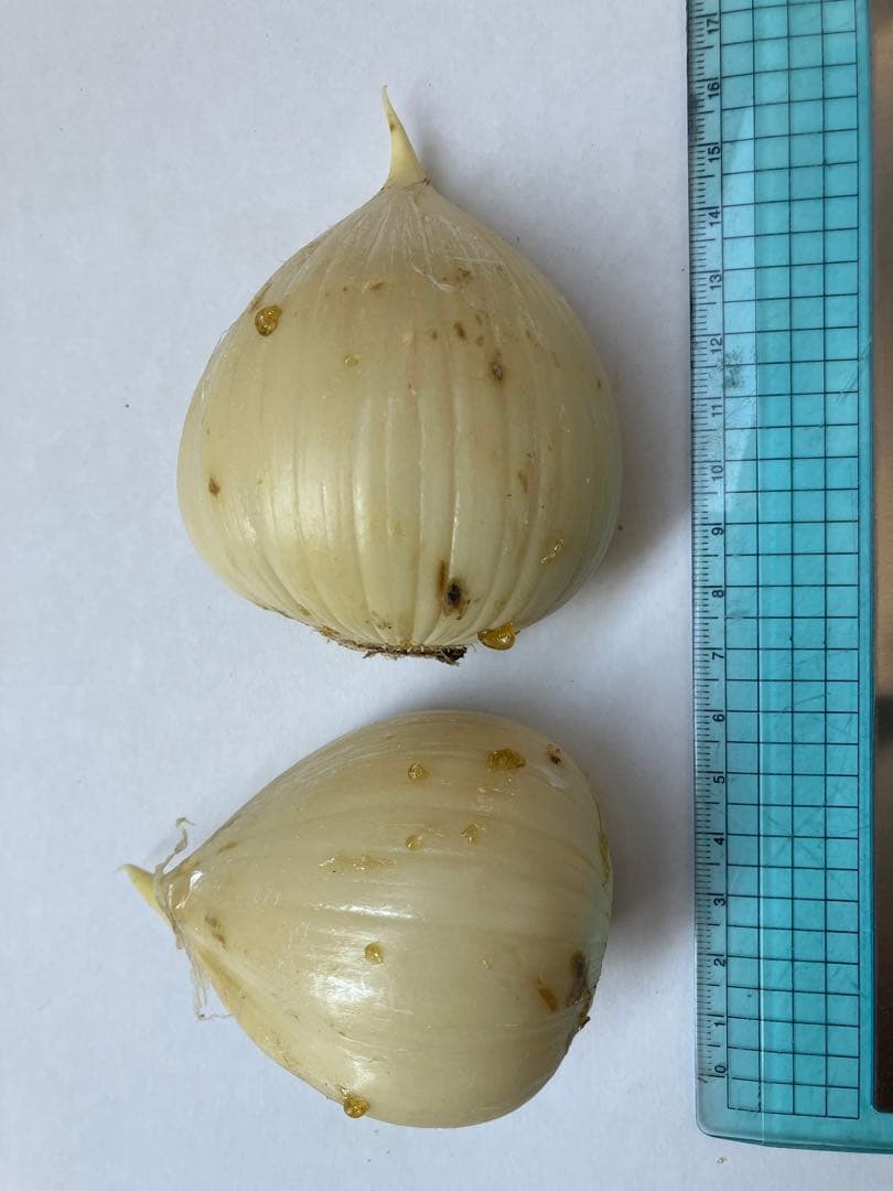 無農薬栽培　ギガンチウムの球根　24個入り