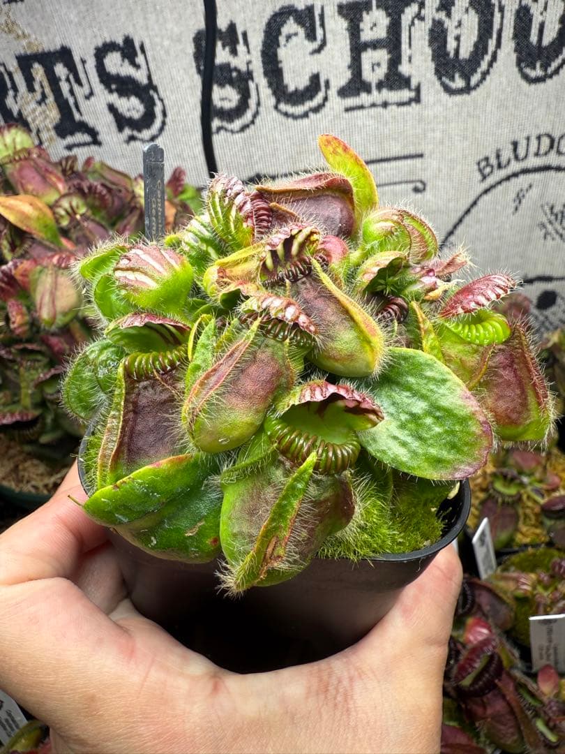N*c様 Cephalotus German Giant C.C大株
