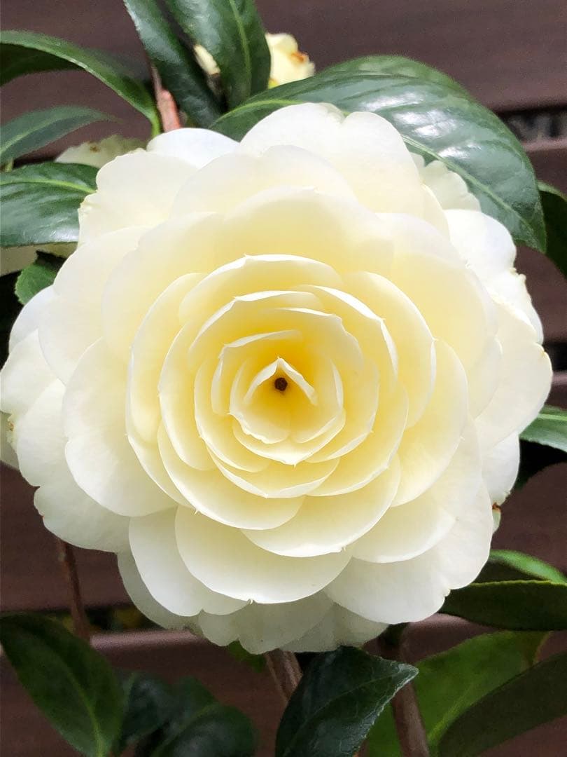 ダローネガ　椿　鉢底約125cm