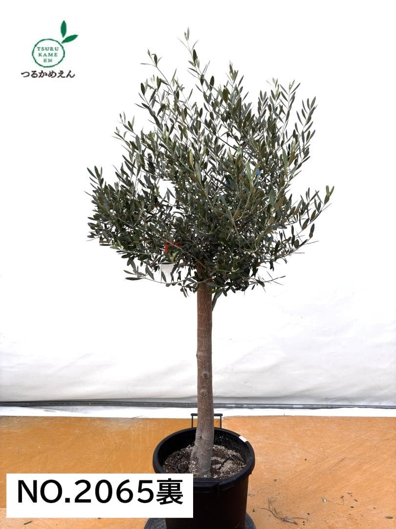 オリーブの木　ネバディロブランコ　約160cm　NO.2065　大型　人気　現品