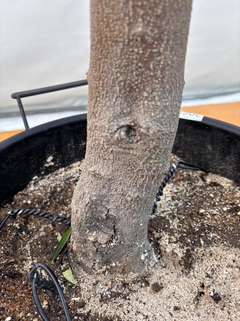 オリーブの木　ネバディロブランコ　約160cm　NO.2065　大型　人気　現品