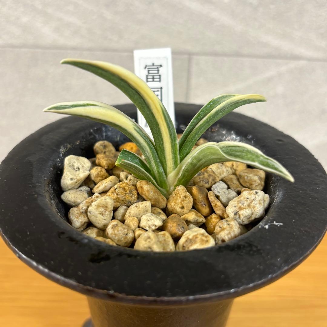 万年青　富国殿　羅紗系　金文字　おもと　鉢付き