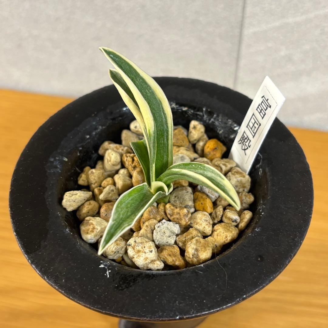 万年青　富国殿　羅紗系　金文字　おもと　鉢付き