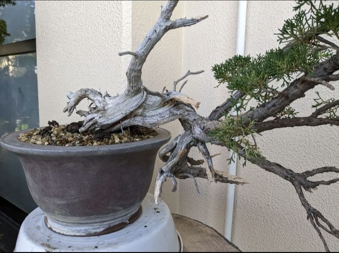 素晴らしい糸魚川真柏盆栽2個セット