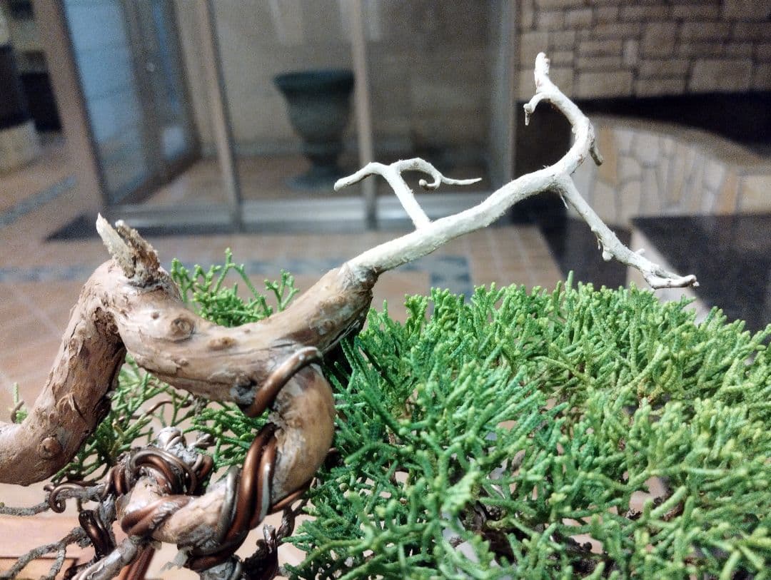 素晴らしい糸魚川真柏盆栽2個セット