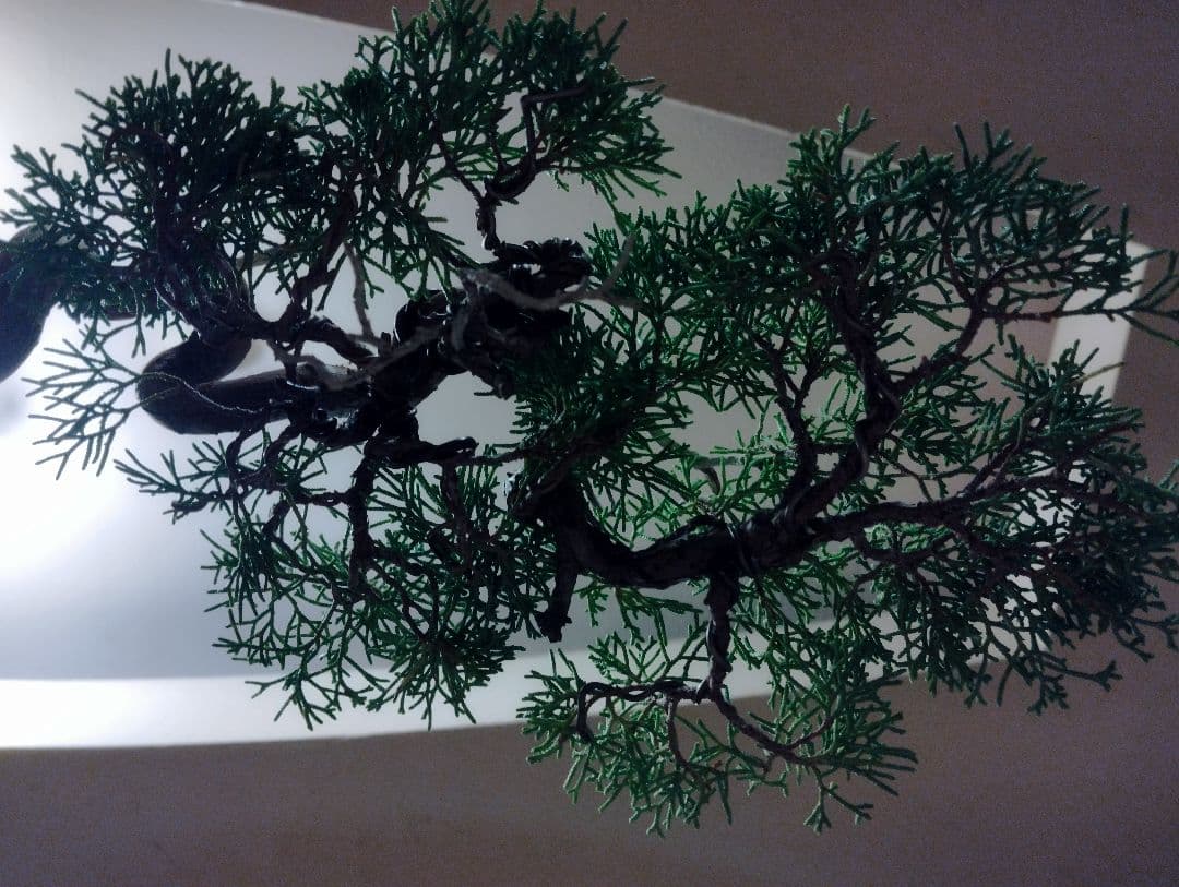 素晴らしい糸魚川真柏盆栽2個セット