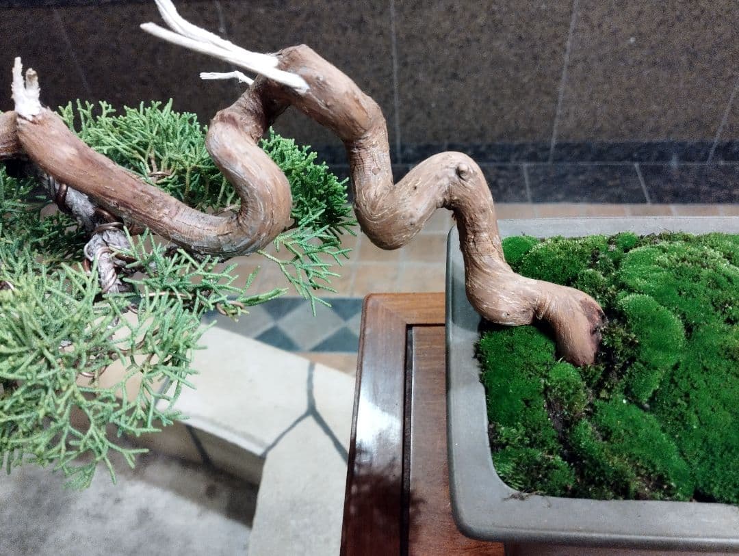 素晴らしい糸魚川真柏盆栽2個セット