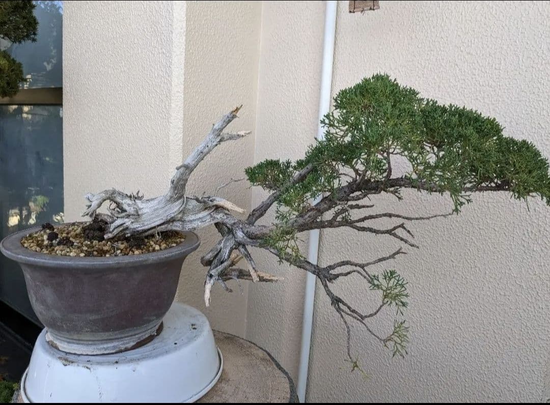 素晴らしい糸魚川真柏盆栽2個セット