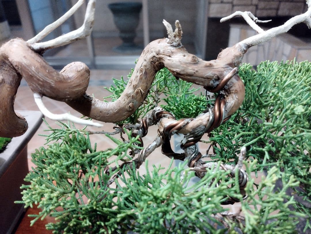 素晴らしい糸魚川真柏盆栽2個セット