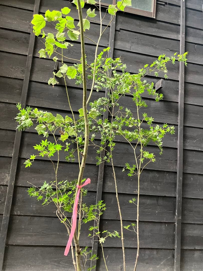 山採り　ウリハダカエデ ヤマモミジ　混合株