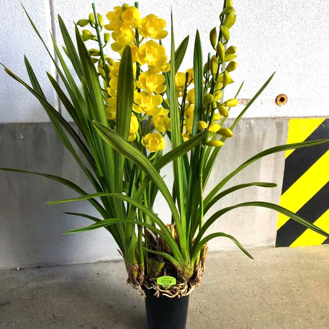 クリスマスローズ 月と太陽、まさこ