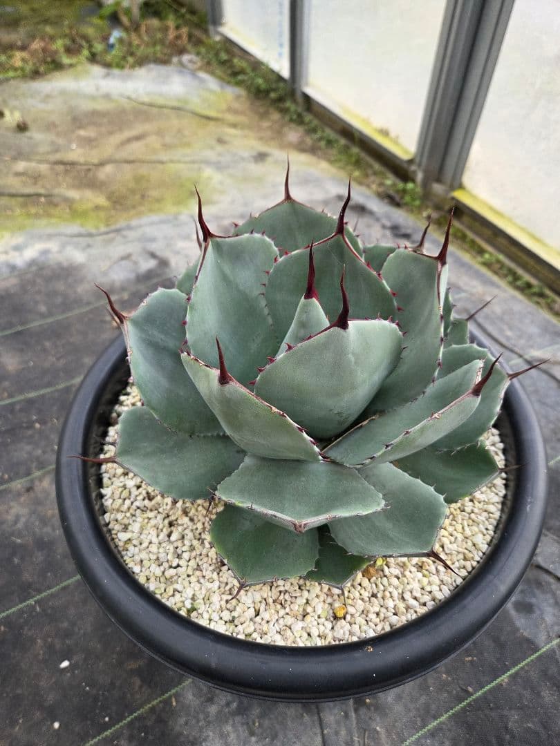 アカベ　パリートランカータ　10号鉢