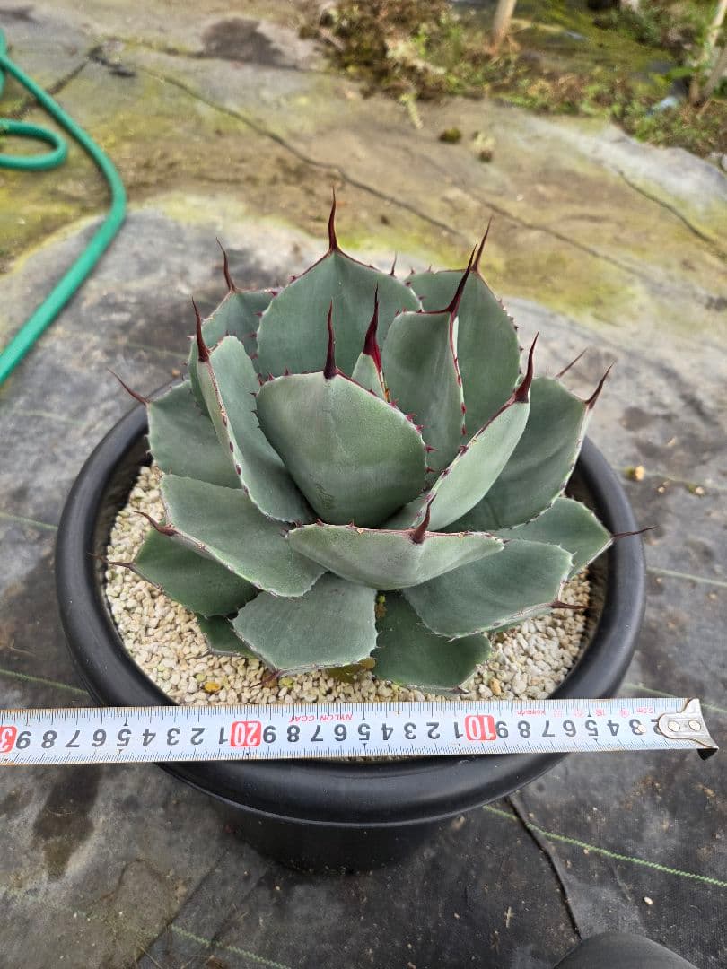 アカベ　パリートランカータ　10号鉢