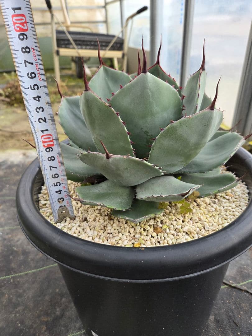 アカベ　パリートランカータ　10号鉢