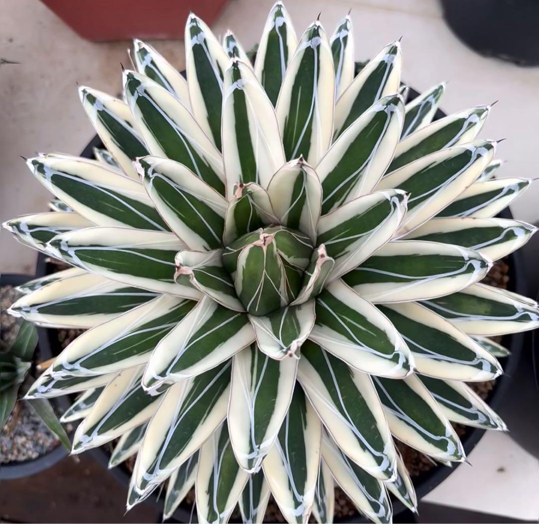 h*o様 T163多肉植物 アガベ　氷山　選抜　白斑の多い個体　希少　斑入り