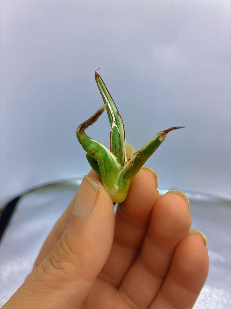 h*o様 T163多肉植物 アガベ　氷山　選抜　白斑の多い個体　希少　斑入り