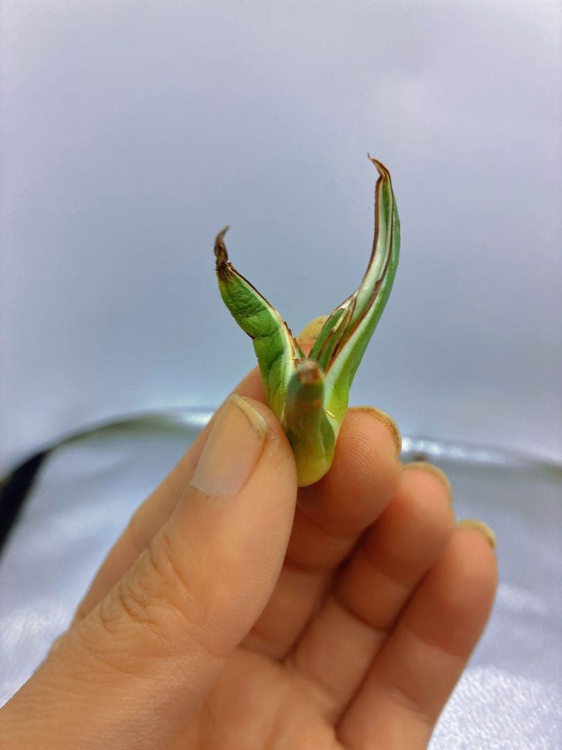 h*o様 T163多肉植物 アガベ　氷山　選抜　白斑の多い個体　希少　斑入り