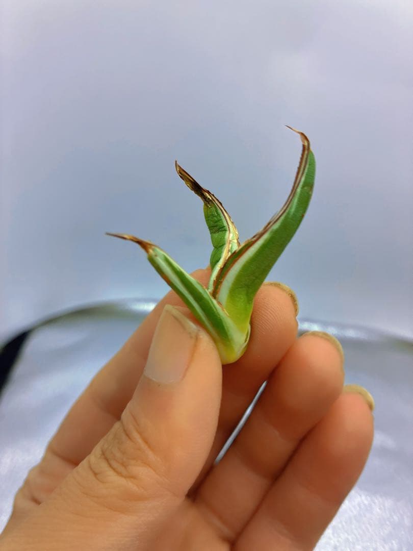 h*o様 T163多肉植物 アガベ　氷山　選抜　白斑の多い個体　希少　斑入り