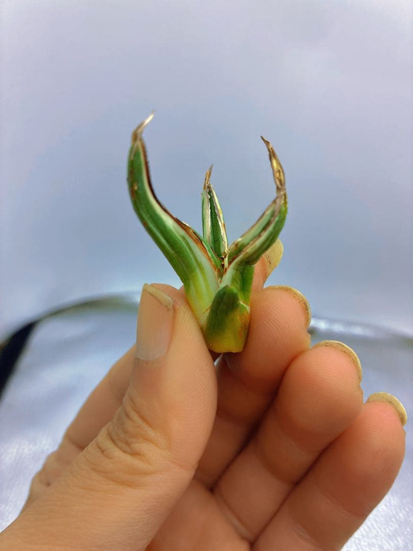 h*o様 T163多肉植物 アガベ　氷山　選抜　白斑の多い個体　希少　斑入り