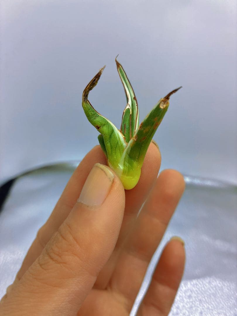 h*o様 T163多肉植物 アガベ　氷山　選抜　白斑の多い個体　希少　斑入り