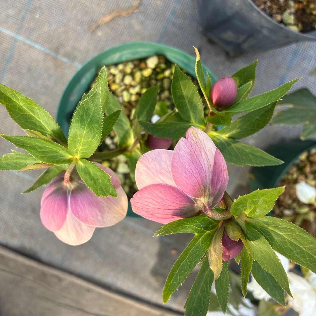 クリスマスローズ　ピンクベージュくすみ スポット　６寸