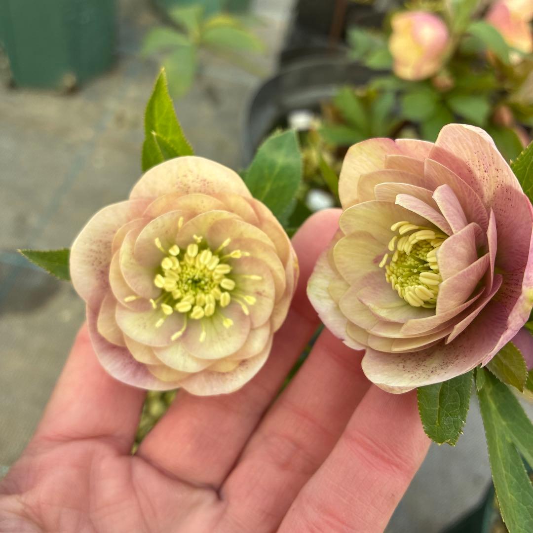 クリスマスローズ　ピンクベージュくすみ スポット　６寸