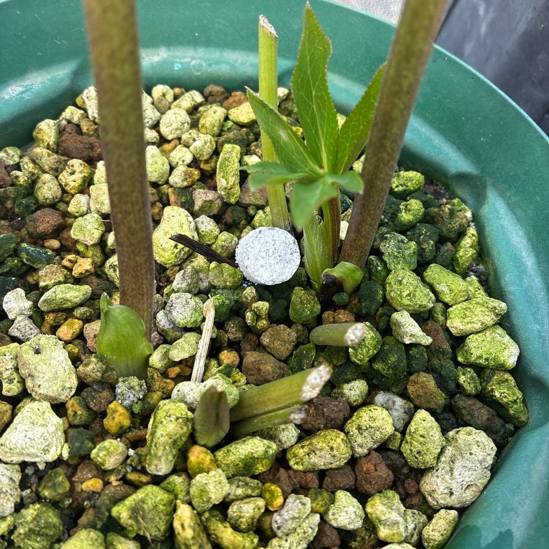 クリスマスローズ　ピンクベージュくすみ スポット　６寸