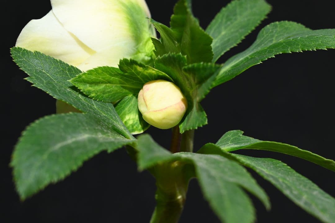 クリスマスローズ　必見！！超アフロディーテ　メビウス交配加藤農園