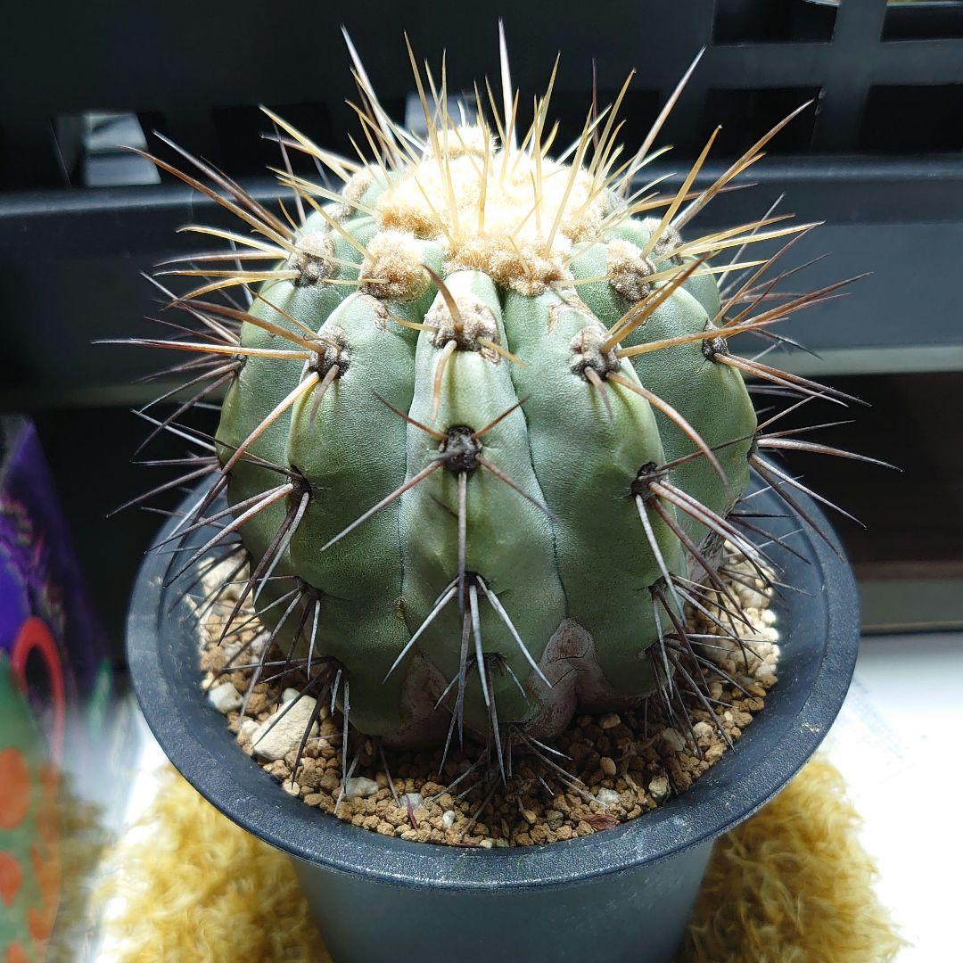 【良型！】逆鱗丸 コピアポア ハセルトニアナ